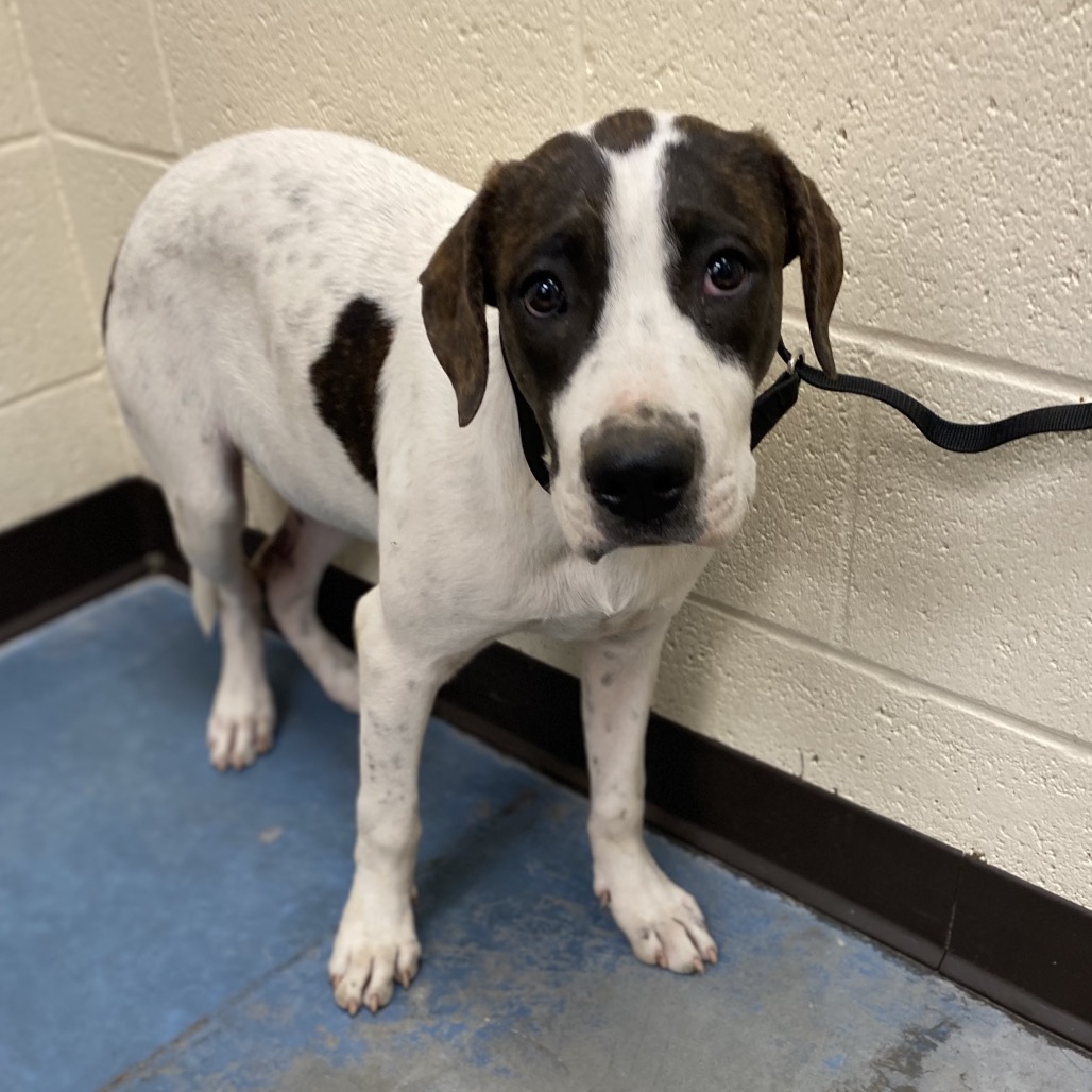 Shelter Stray Male Dog last seen , 2350 Appling City Cove, Memphis, TN 38133, USA