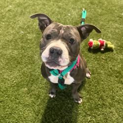 Shelter Stray Female Dog last seen , Animal Care & Control Team of Philly, 111 W Hunting Park Ave, Philadelphia, PA 19140, USA