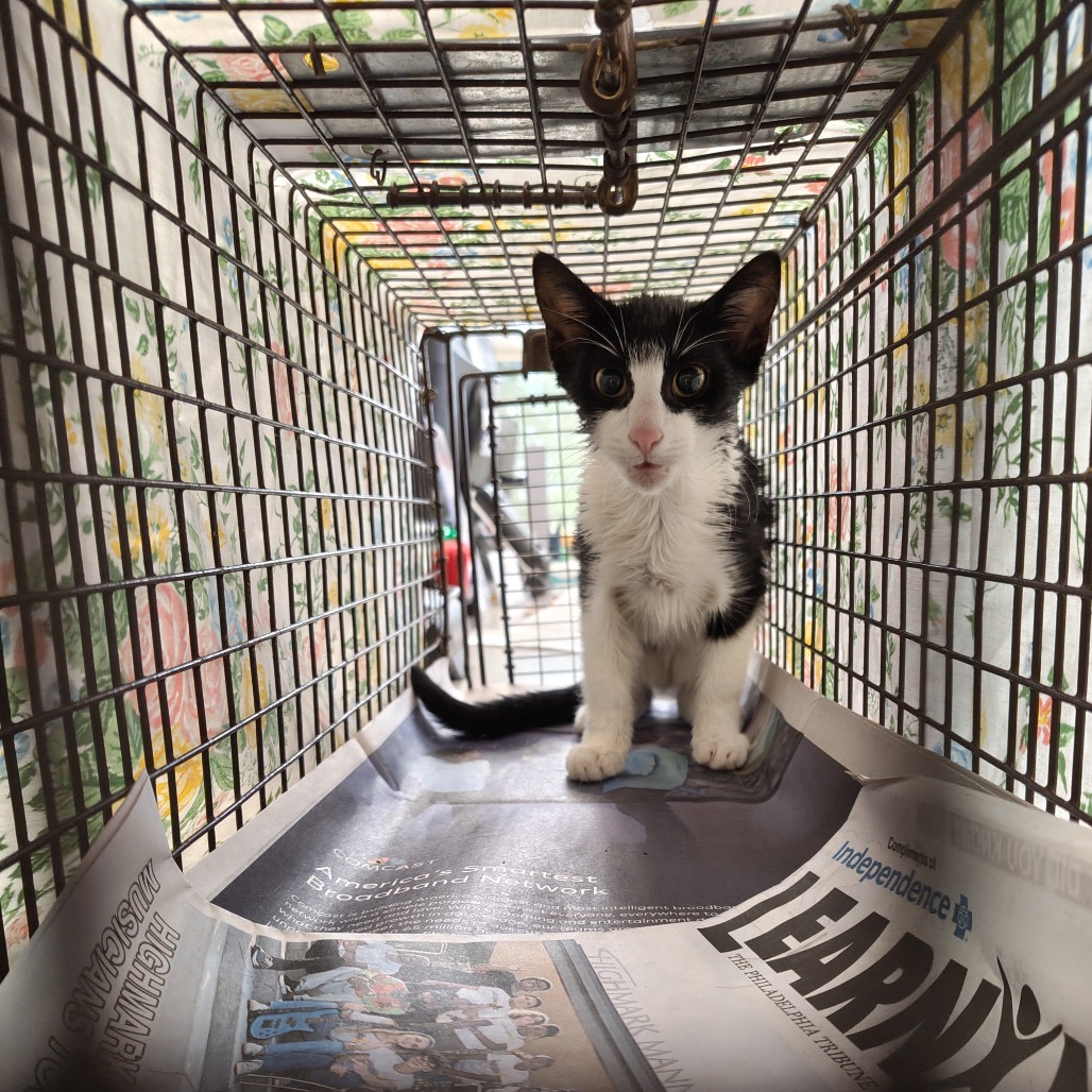 Shelter Stray Male Cat last seen , Animal Care & Control Team of Philly, 111 W Hunting Park Ave, Philadelphia, PA 19140, USA