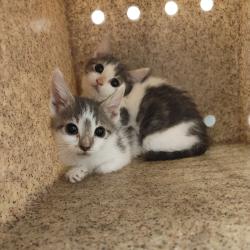 Shelter Stray Unknown Cat last seen , Animal Care & Control Team of Philly, 111 W Hunting Park Ave, Philadelphia, PA 19140, USA