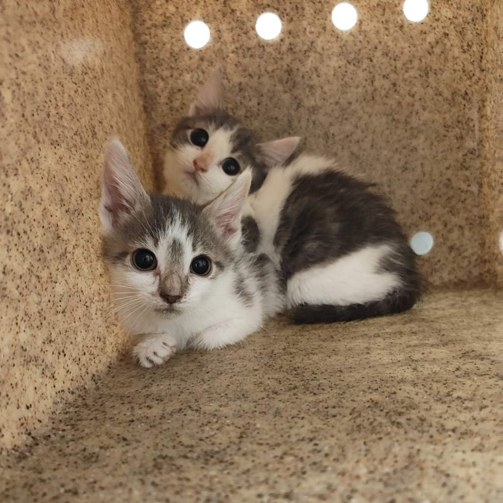 Shelter Stray Unknown Cat last seen , Animal Care & Control Team of Philly, 111 W Hunting Park Ave, Philadelphia, PA 19140, USA