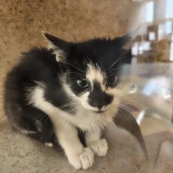 Shelter Stray Unknown Cat last seen , Animal Care & Control Team of Philly, 111 W Hunting Park Ave, Philadelphia, PA 19140, USA