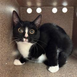 Shelter Stray Female Cat last seen , Animal Care & Control Team of Philly, 111 W Hunting Park Ave, Philadelphia, PA 19140, USA