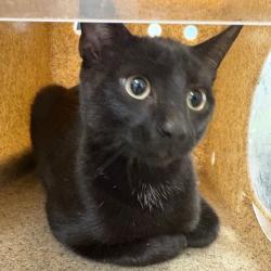 Shelter Stray Male Cat last seen , Animal Care & Control Team of Philly, 111 W Hunting Park Ave, Philadelphia, PA 19140, USA