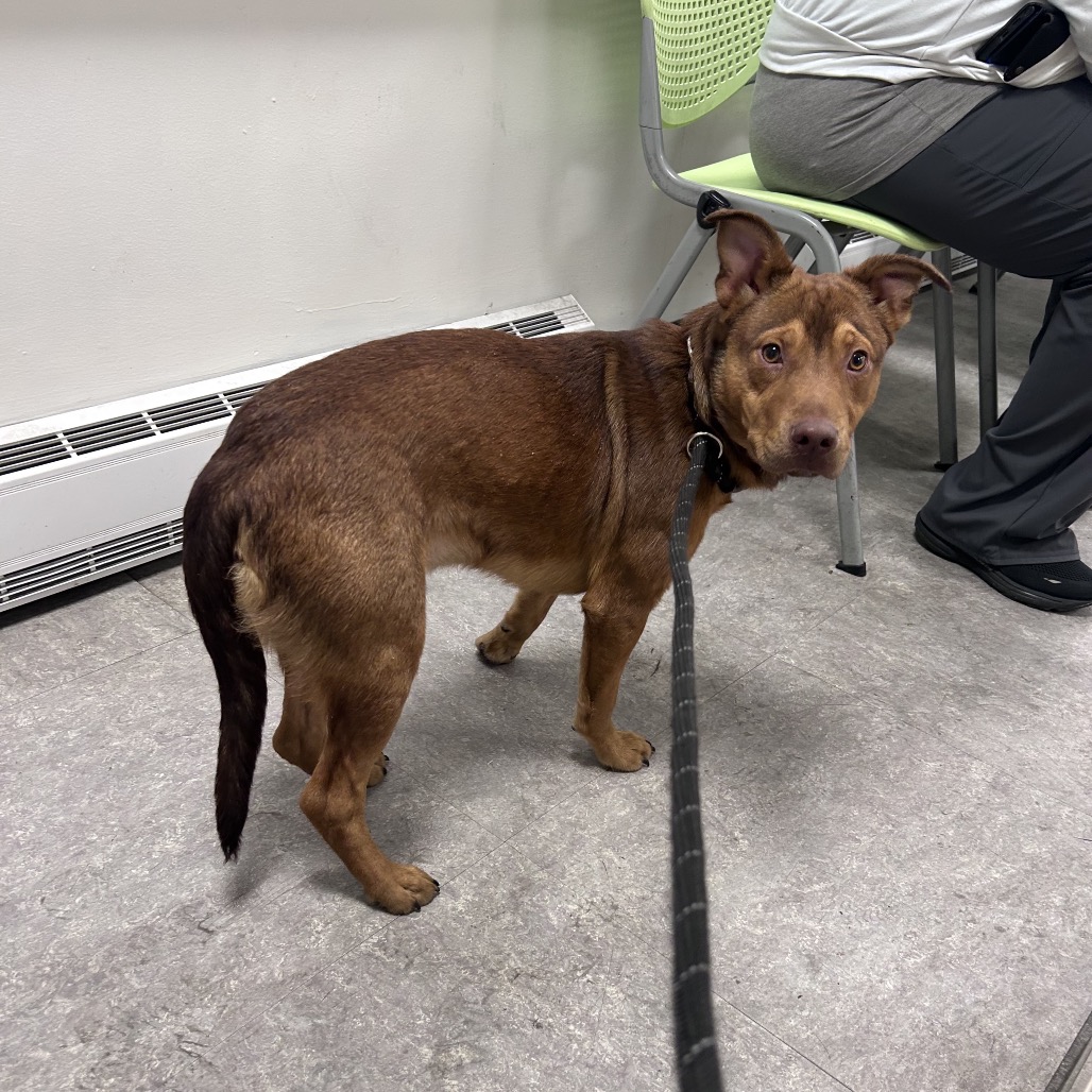 Shelter Stray Unknown Dog last seen , Animal Care & Control Team of Philly, 111 W Hunting Park Ave, Philadelphia, PA 19140, USA