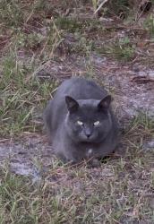 Found/Stray Male Cat last seen Seminole Village, Middleburg, FL 32068