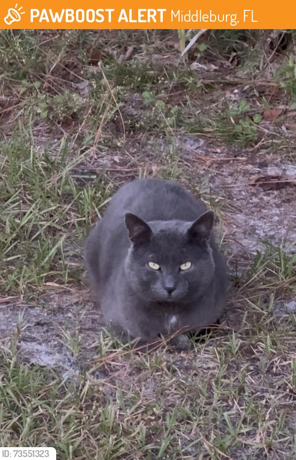Found/Stray Male Cat last seen Seminole Village, Middleburg, FL 32068