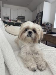 Reunited Male Dog last seen University blvd and CR110, Round Rock, TX 78665