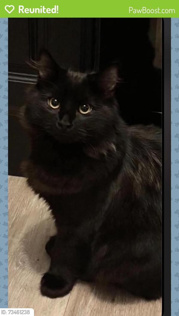 Reunited Male Cat last seen Golborne high school or Golborne parkside rugby club, Golborne, England 