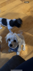 Lost Female Dog last seen Northgate pkwy, Temecula, CA 92591
