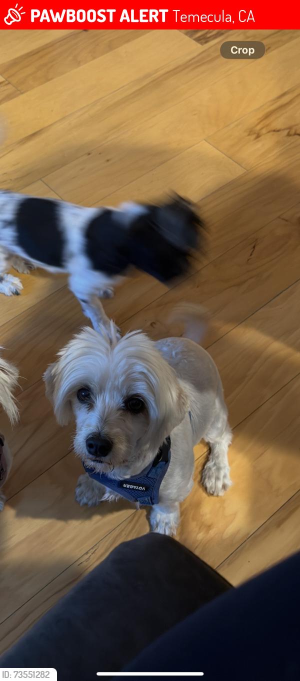 Lost Female Dog last seen Northgate pkwy, Temecula, CA 92591
