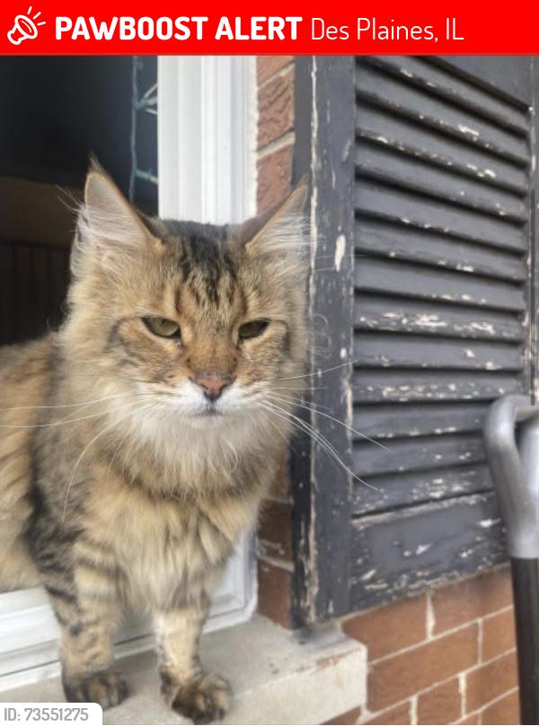 Lost Male Cat last seen Dee park and Mark Twain Elementary, Des Plaines, IL 60016