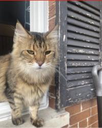 Lost Male Cat last seen Dee park and Mark Twain Elementary, Des Plaines, IL 60016