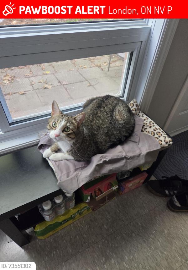 Lost Male Cat last seen Noel and julia, London, ON N5V 4P3