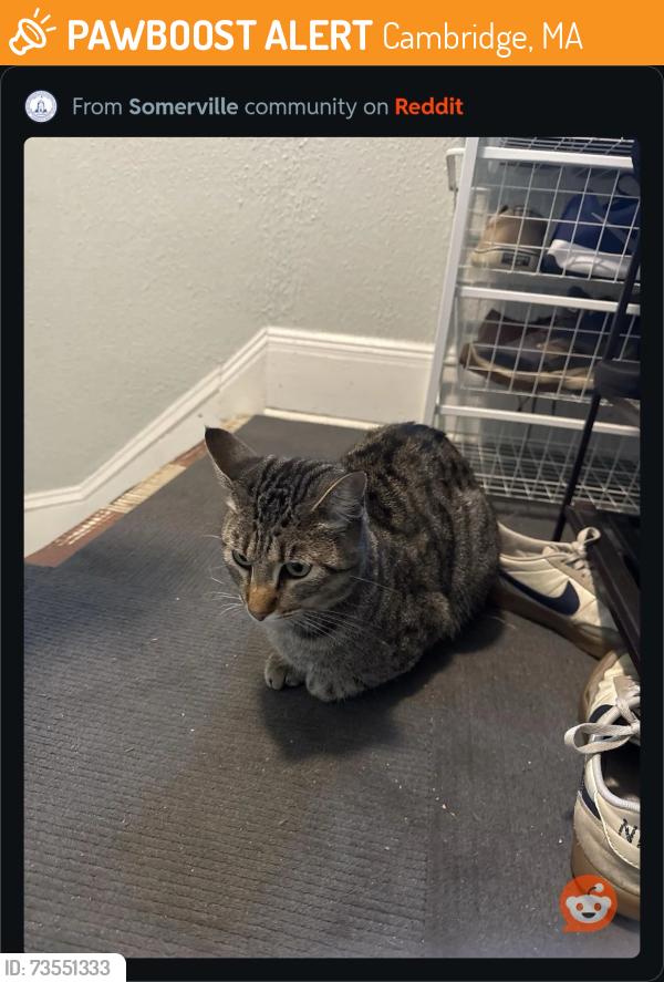 Found/Stray Unknown Cat last seen Porter Square, Cambridge, MA 02140