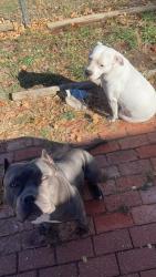 Reunited Female Dog last seen Near Clifton & Lincoln, Wichita, KS 67218