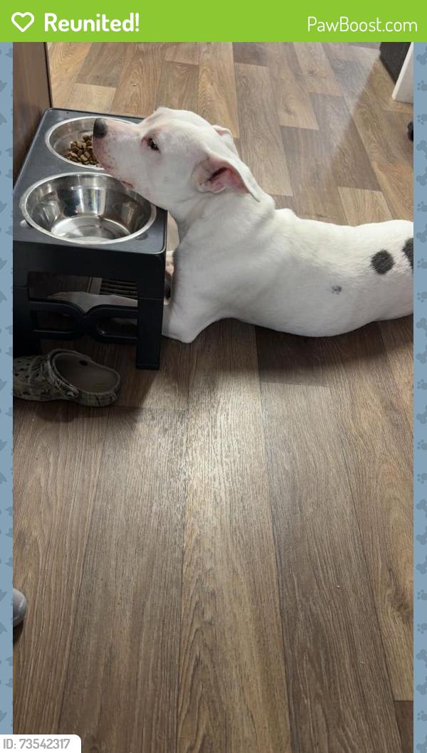 Reunited Female Dog last seen Mckay/Rainey drive, Anderson Creek, NC 28390
