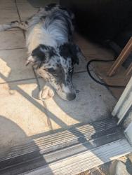 Found/Stray Male Dog last seen Suncrest, Crest, CA 92021