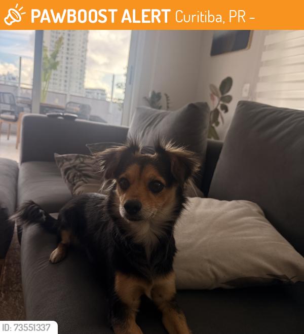 Found/Stray Female Dog last seen Perto do mercado italo, Curitiba, PR 81020-490