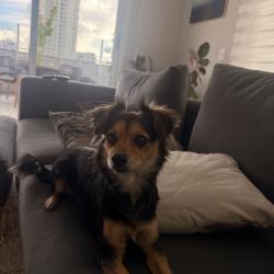 Found/Stray Female Dog last seen Perto do mercado italo, Curitiba, PR 81020-490