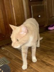 Found/Stray Male Cat last seen Near highway 411 on Ladd Springs Rd, Old Fort, TN 37362