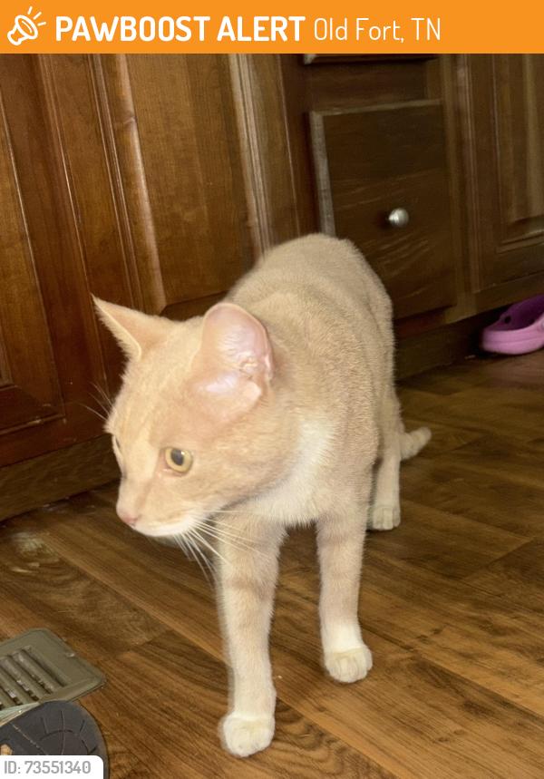 Found/Stray Male Cat last seen Near highway 411 on Ladd Springs Rd, Old Fort, TN 37362