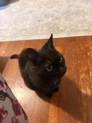 Lost Female Cat last seen Jackman funeral home, Northbridge, MA 01588