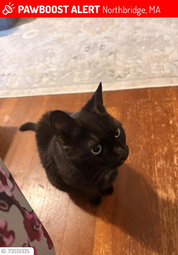 Lost Female Cat last seen Jackman funeral home, Northbridge, MA 01588