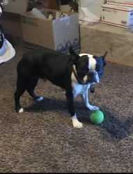 Reunited Male Dog last seen 5th Street at Smallwood Avenue, Downey, CA, Downey, CA 90241
