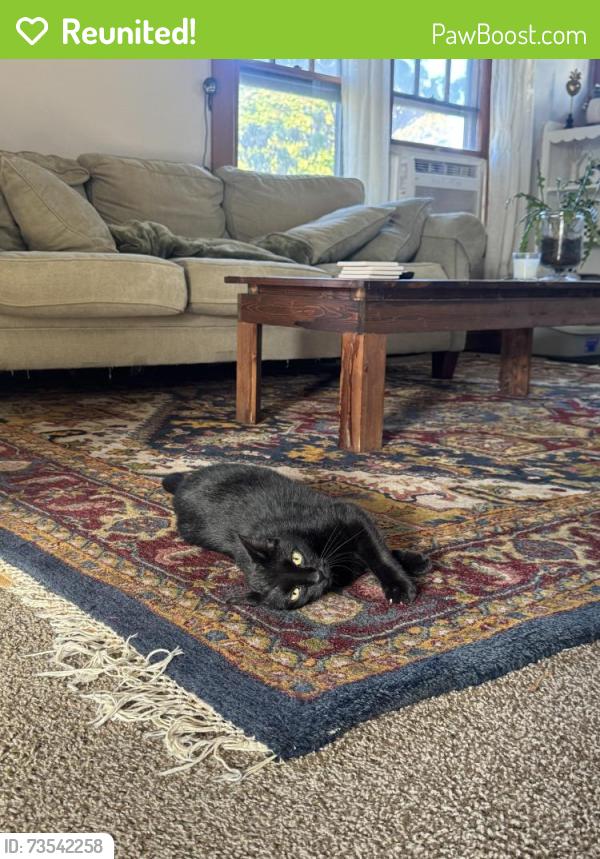 Reunited Female Cat last seen Near round about on edgewater dr 44107, Lakewood, OH 44102