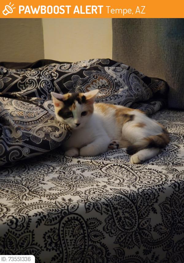 Found/Stray Unknown Cat last seen Kyrene, between Southern and Baseline, Tempe, AZ 85282