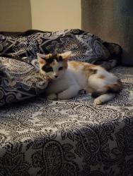 Found/Stray Unknown Cat last seen Kyrene, between Southern and Baseline, Tempe, AZ 85282