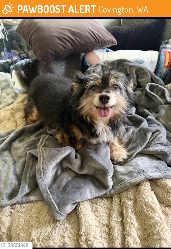Found/Stray Male Dog last seen Kentwood high school, Covington, WA 98042