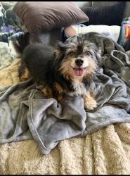 Found/Stray Male Dog last seen Kentwood high school, Covington, WA 98042
