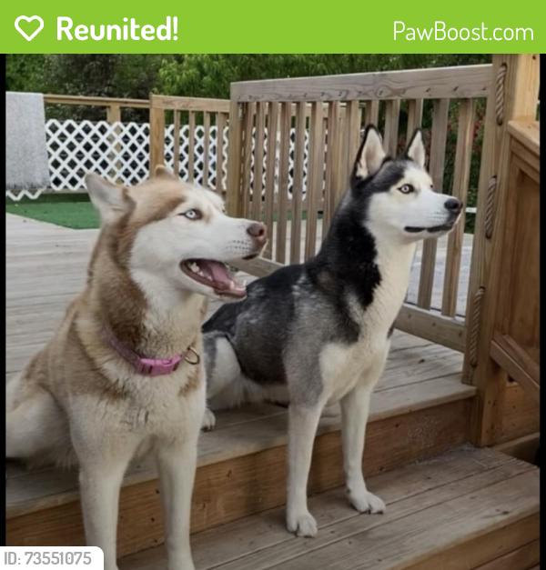 Reunited Female Dog last seen Thomas street motor parkway, Hauppauge, NY 11788
