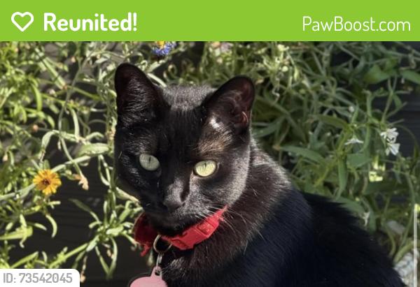 Reunited Female Cat last seen Zante Way, Lochbuie, CO 80603