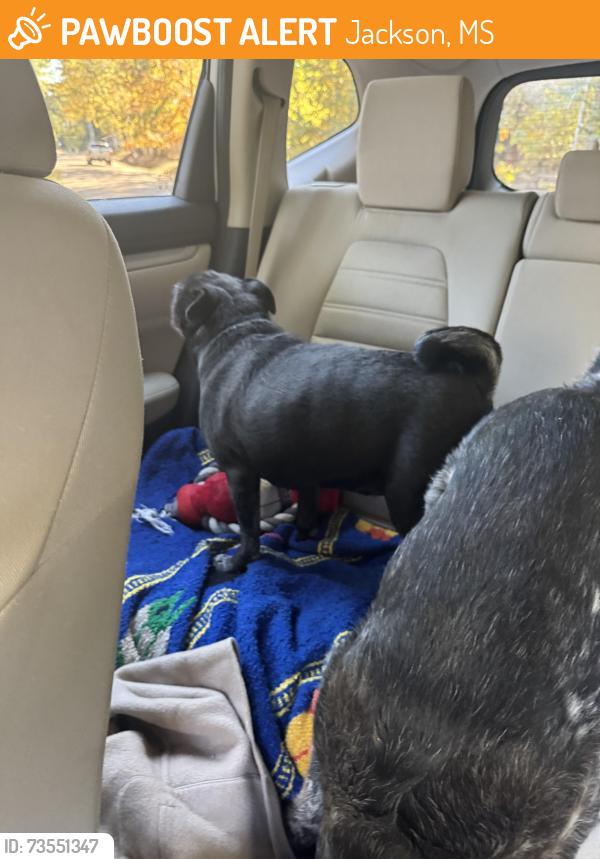 Found/Stray Unknown Dog last seen Highland place, Jackson, MS 39211