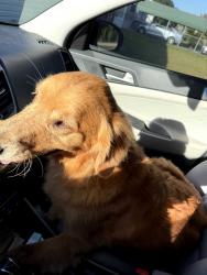 Reunited Female Dog last seen Area of Willoughby Park, Marion County, FL 34491