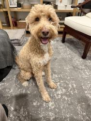 Reunited Male Dog last seen Near North 6600 West, Highland, UT, Highland, UT 84003