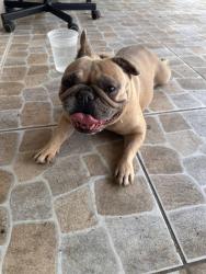 Reunited Female Dog last seen Near NW 94th Way, Sunrise, FL 33322