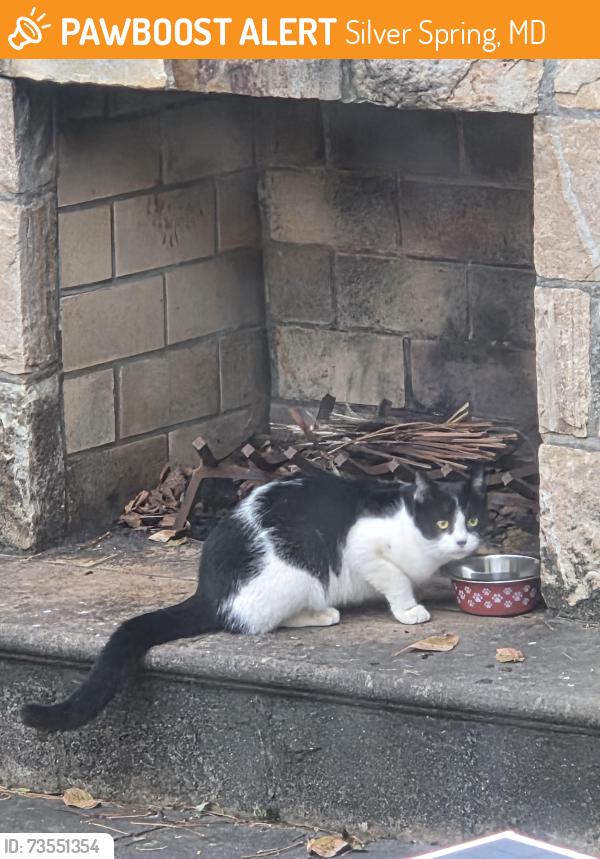 Found/Stray Unknown Cat last seen Rosemary Hills Elementary School, Silver Spring, MD 20910