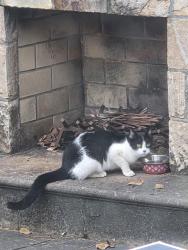Found/Stray Unknown Cat last seen Rosemary Hills Elementary School, Silver Spring, MD 20910