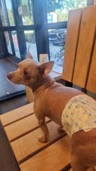 Reunited Female Dog last seen https://maps.app.goo.gl/gQZRLAjZMt9X4z4H6?g_st=aw, Pembroke Pines, FL 33024