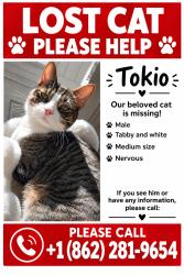 Reunited Male Cat last seen Near weller terrace saddle brook nj, Saddle Brook, NJ 07644