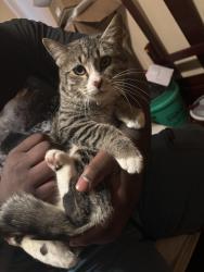 Found/Stray Female Cat last seen Hathaway lane, Warrensville Heights, OH 44122