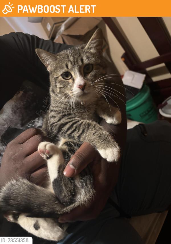 Found/Stray Female Cat last seen Hathaway lane, Warrensville Heights, OH 44122