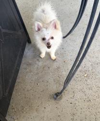 Reunited Female Dog last seen Near N 43rd Dr, Glendale, AZ 85302, Glendale, AZ 85302