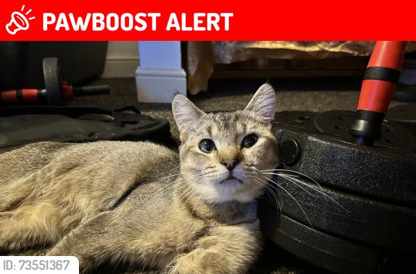 Lost Male Cat last seen Rooley lane, West Yorkshire, England 