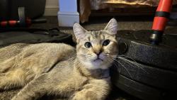 Lost Male Cat last seen Rooley lane, West Yorkshire, England 