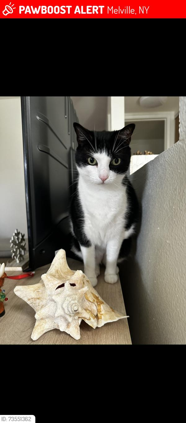 Lost Male Cat last seen Avalon Melville Apt Complex, Melville, NY 11747